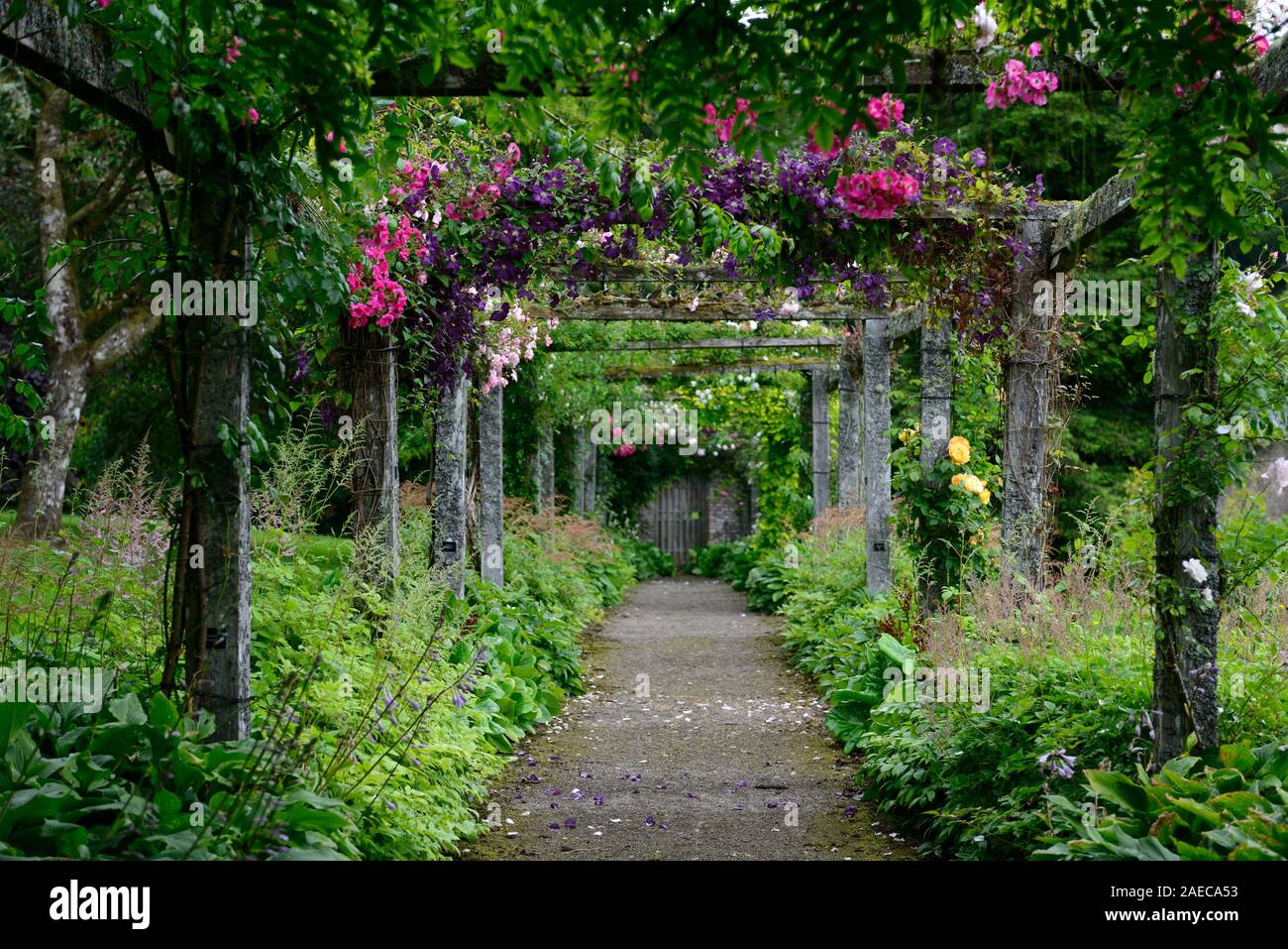 Clematis Etoile Violette, Gruppe 3 Clematis, lila Blumen, Blüte, holzpergola, Rambler, Wanderungen, Pergolen, Blumen, Blüte, RM Floral Stockfoto