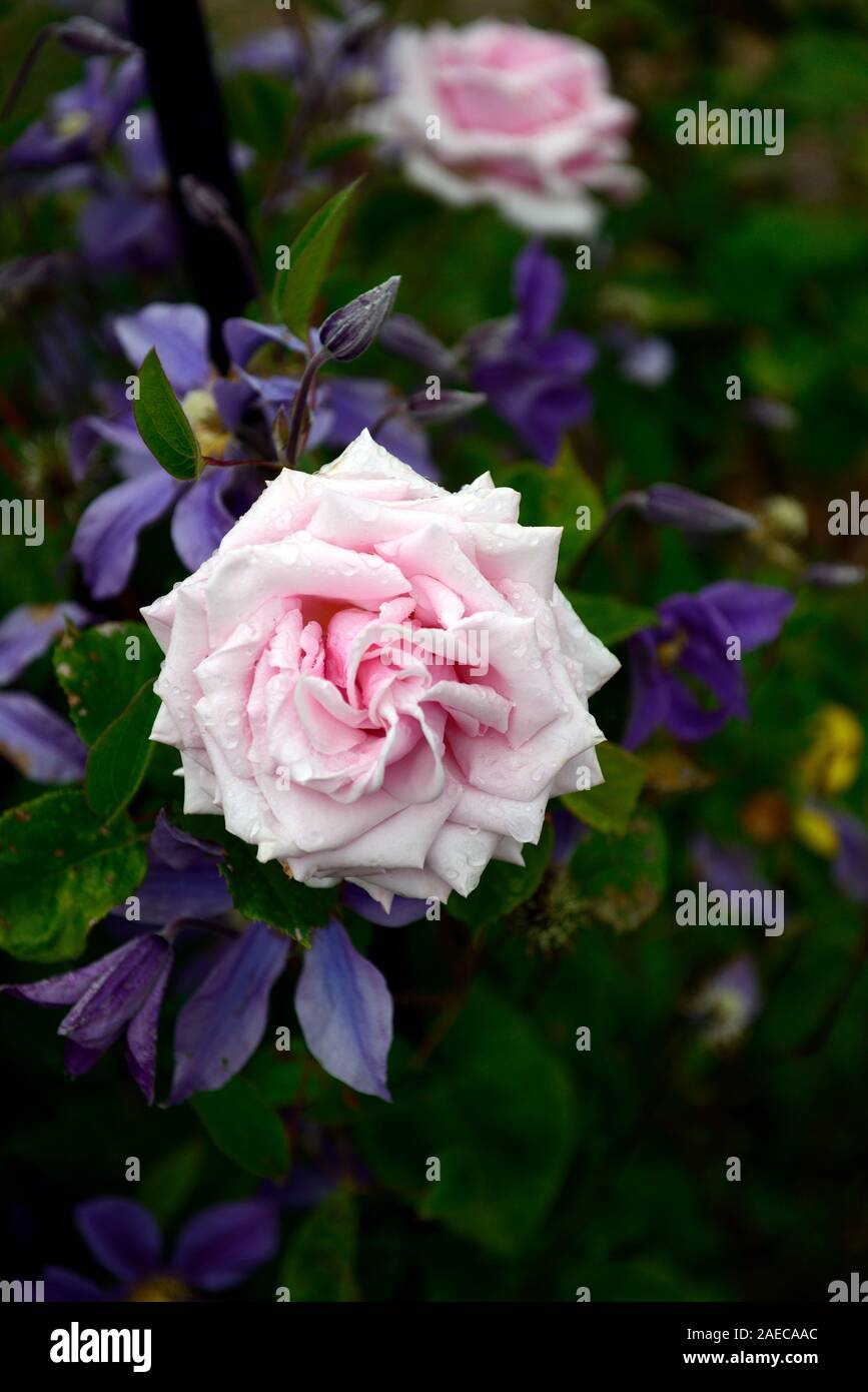 Rosa Rose, Clematis integrifolia Arabella, nicht Twining, klettern, klettern, kriechen, blau, blau-lila, Blüte, Blumen, Blüte, mehrjährig, RM Floral Stockfoto