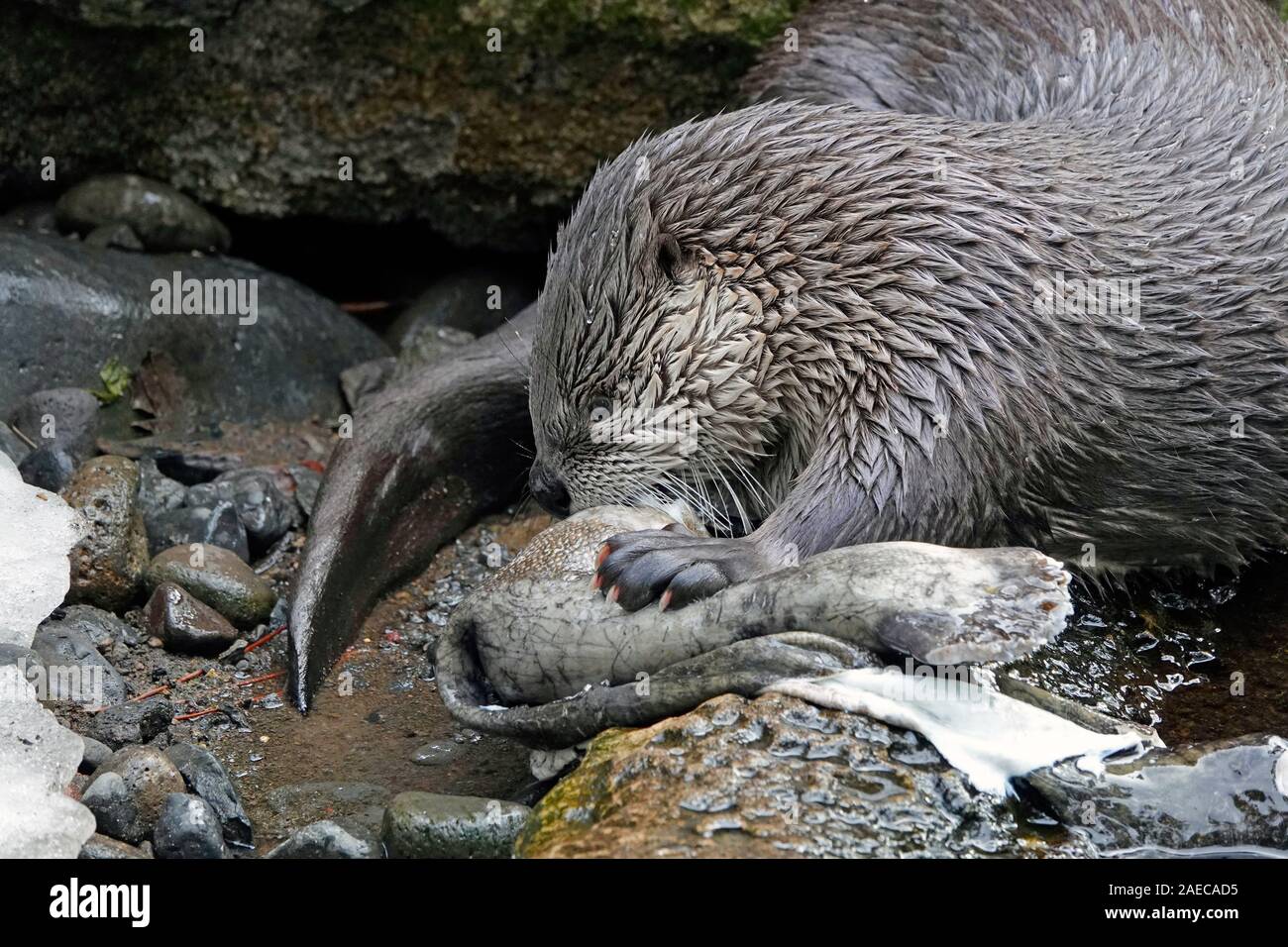 Eine North American River Otter, Lontra canadensis, verschlingende eine grosse Forelle an einem Fluss in der Cascade Mountains der zentralen Oregon. Stockfoto