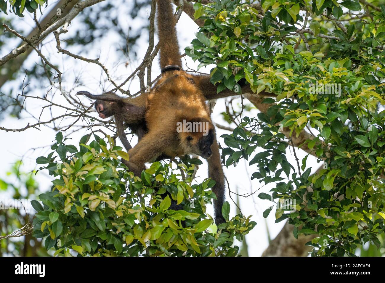 Frau und Baby Geoffroy's Spider monkey (Ateles geoffroyi) in einer Baumkrone. Auch als Die schwarze Hand spider Monkey genannt, ist eine Pflanzenart aus der Gattung der Klammeraffen, Stockfoto