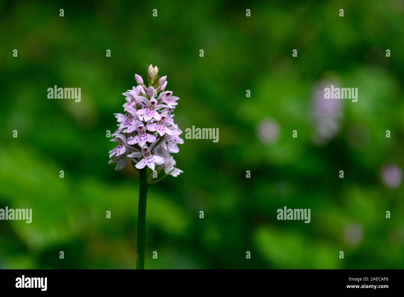 Subsp fuchsii Dactylorhiza fuchsii, gemeinsame Spotted-Orchid, getupft Orchidee, Irish native Wildflower, Wildblumen, Orchidee, Orchideen, mehrjährig, RM Floral Stockfoto