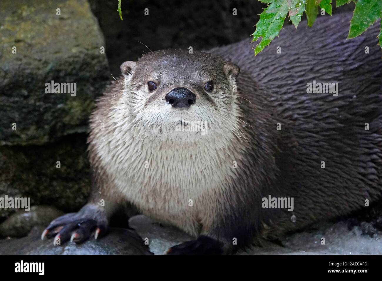 Eine North American River Otter, Lontra canadensis, Angeln von Forellen an einem Fluss in der Cascade Mountains der zentralen Oregon. Stockfoto