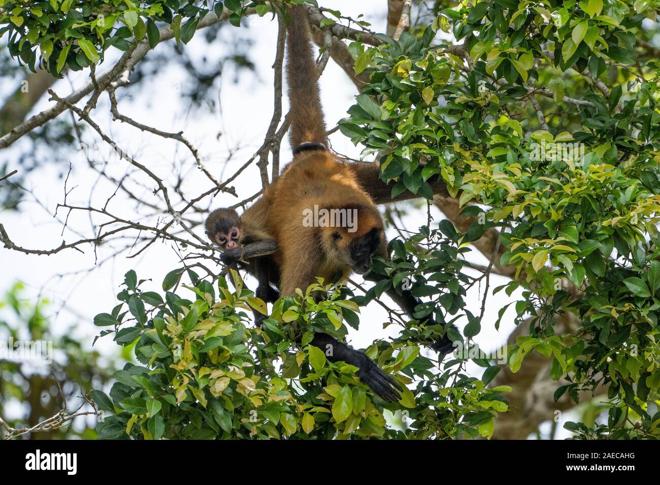 Frau und Baby Geoffroy's Spider monkey (Ateles geoffroyi) in einer Baumkrone. Auch als Die schwarze Hand spider Monkey genannt, ist eine Pflanzenart aus der Gattung der Klammeraffen, Stockfoto