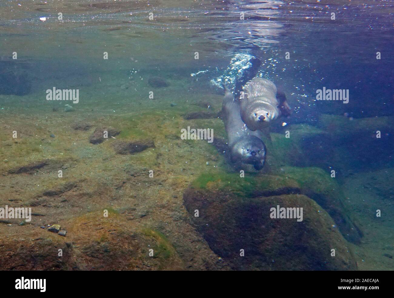 Ein paar der Nordamerikanischen Fischotter, Lontra canadensis, Angeln von Forellen an einem Fluss in der Cascade Mountains der zentralen Oregon. Stockfoto
