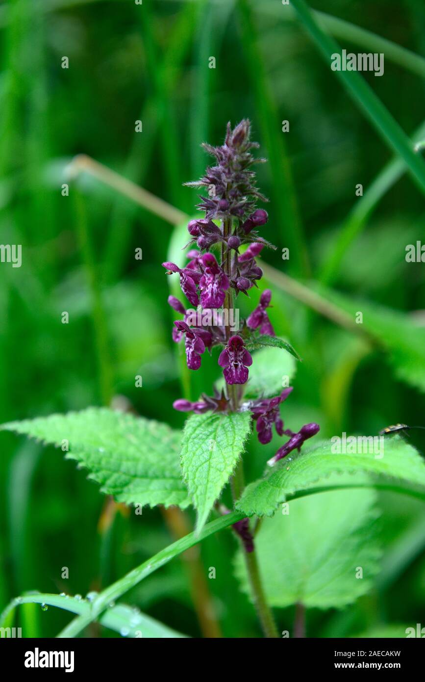 Lamium maculatum, getupft Tot - Brennnessel, lila Blumen, Blüte, Irish native Wildflower, Wildblumen, Orchidee, Orchideen, mehrjährig, RM Floral Stockfoto