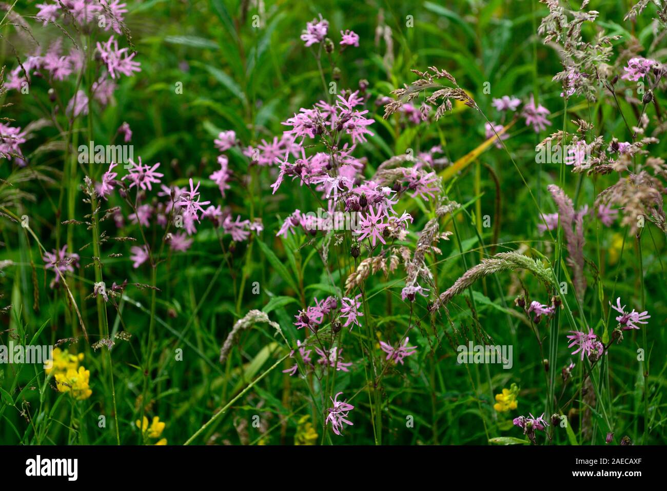 Ragged robin Blumen, Lupinus flos-cuculi, Irish native Wildflower, Wildblumen, Orchidee, Orchideen, mehrjährig, RM Floral Stockfoto