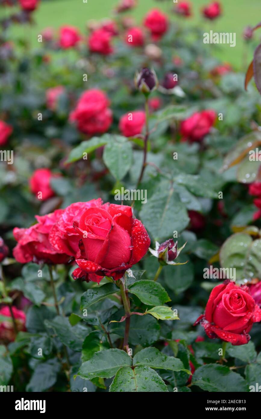 Die rosa Alec rot, Rose's Alec rot, Blüte, Cherry Red Hybrid Tea, Bush, Strauch, Rosen, duftenden, duftende, RM Floral Stockfoto