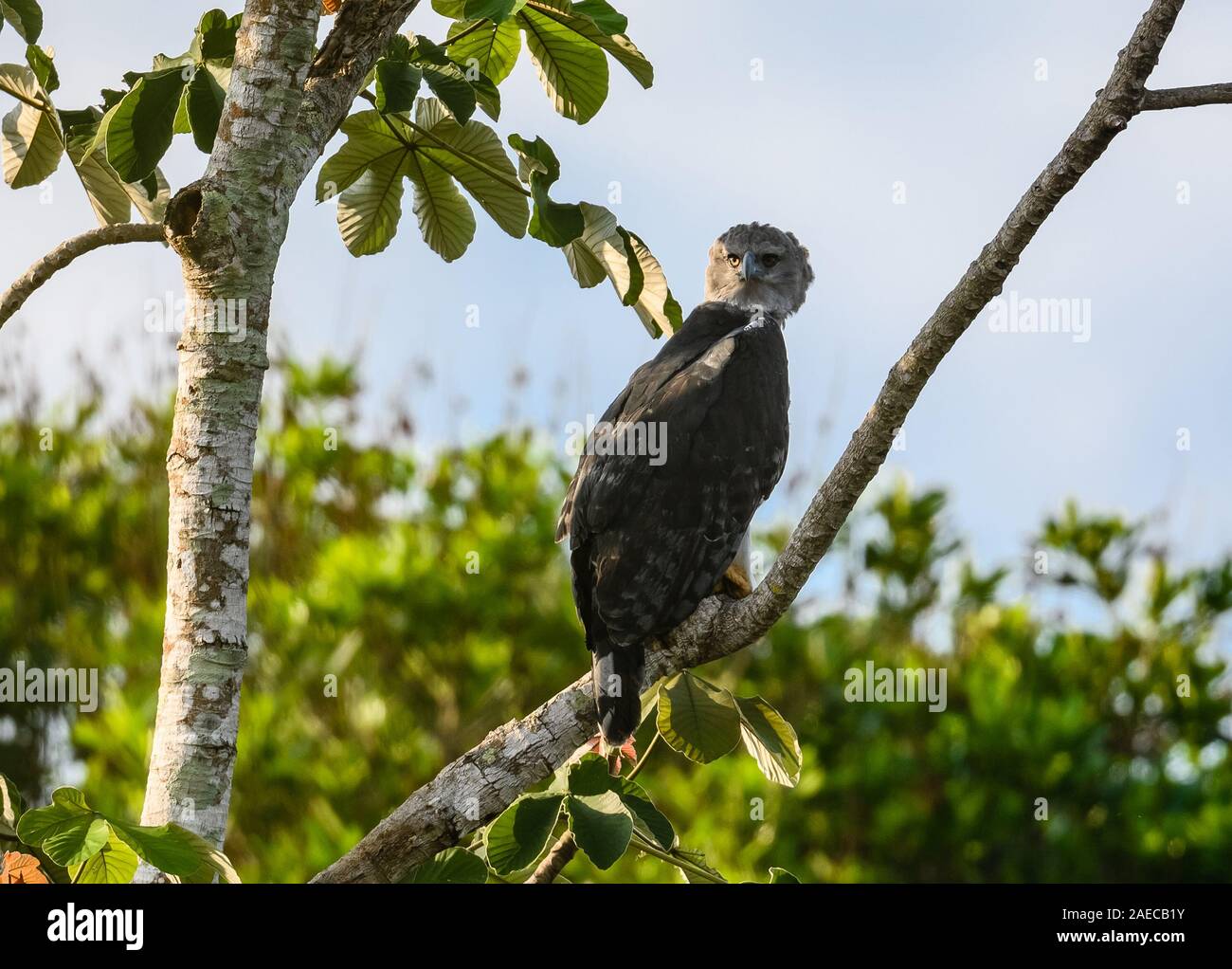 Eine wilde Harpyie (Harpia harpyja) auf einem cecropia Baum im Amazon Wald  thront. Cangucu, Bundesstaat Tocantins, Brasilien Stockfotografie - Alamy