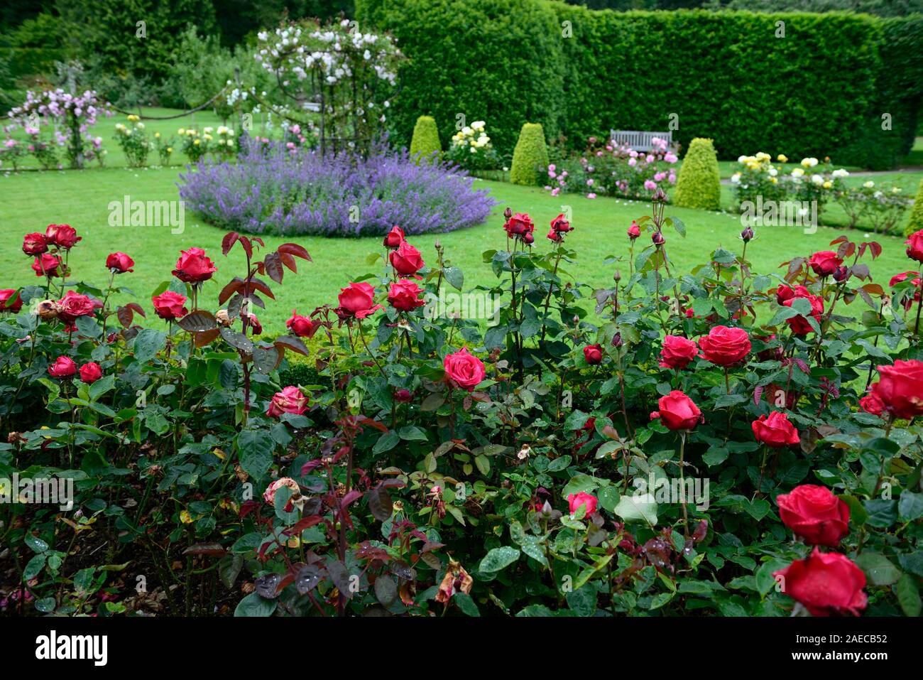Die rosa Alec rot, Rose's Alec rot, Blüte, Cherry Red Hybrid Tea, Bush, Strauch, Rosen, duftenden, duftende, RM Floral Stockfoto