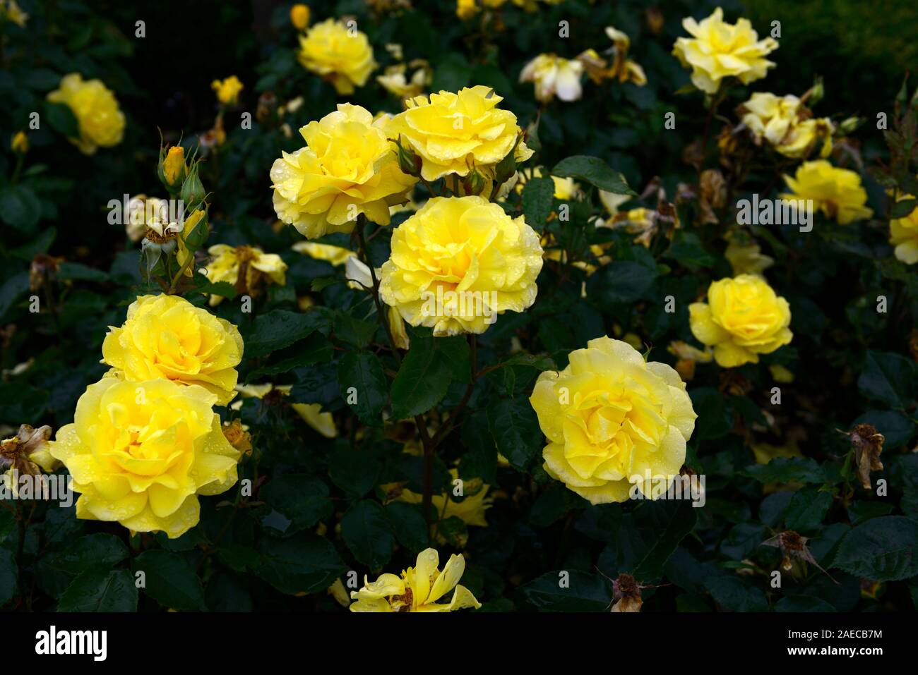 Rosa korresia korresia, Rose, Blume, Blumen, floribunda, Bush, Strauch, Rosen, duftenden, duftende, RM Floral Stockfoto