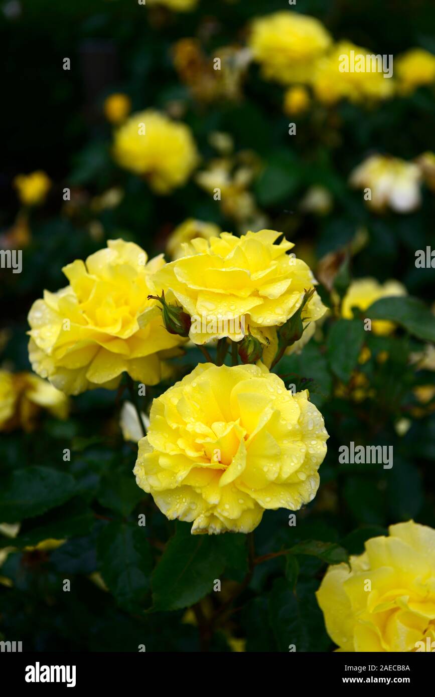 Rosa korresia korresia, Rose, Blume, Blumen, floribunda, Bush, Strauch,  Rosen, duftenden, duftende, RM Floral Stockfotografie - Alamy