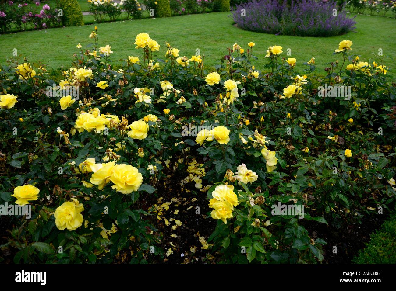 Rosa korresia korresia, Rose, Blume, Blumen, floribunda, Bush, Strauch, Rosen, duftenden, duftende, RM Floral Stockfoto