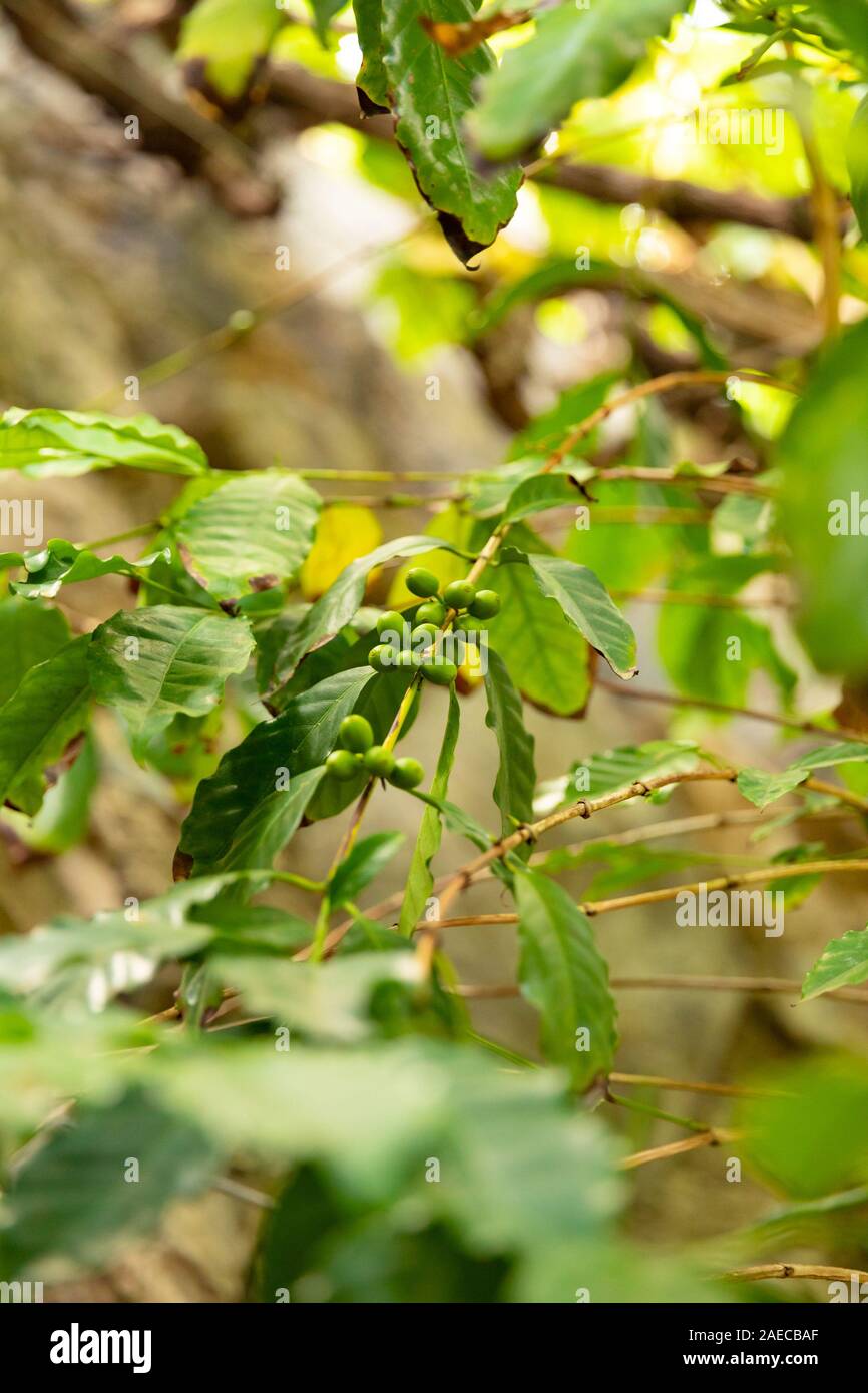 Grüner Kaffee Obst Pflanze, die auf der Farm Stockfoto