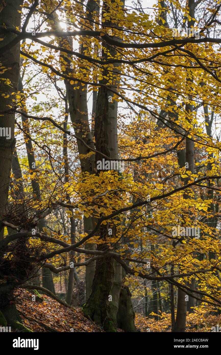Blick auf einen Baum mit bunten Laub in den herbstlichen Wald. November Szene. Stockfoto