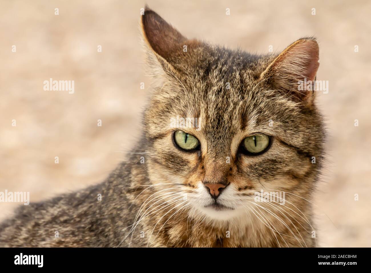 Close-up Street cat Portrait von Europäisch Kurzhaar Rasse Stockfoto