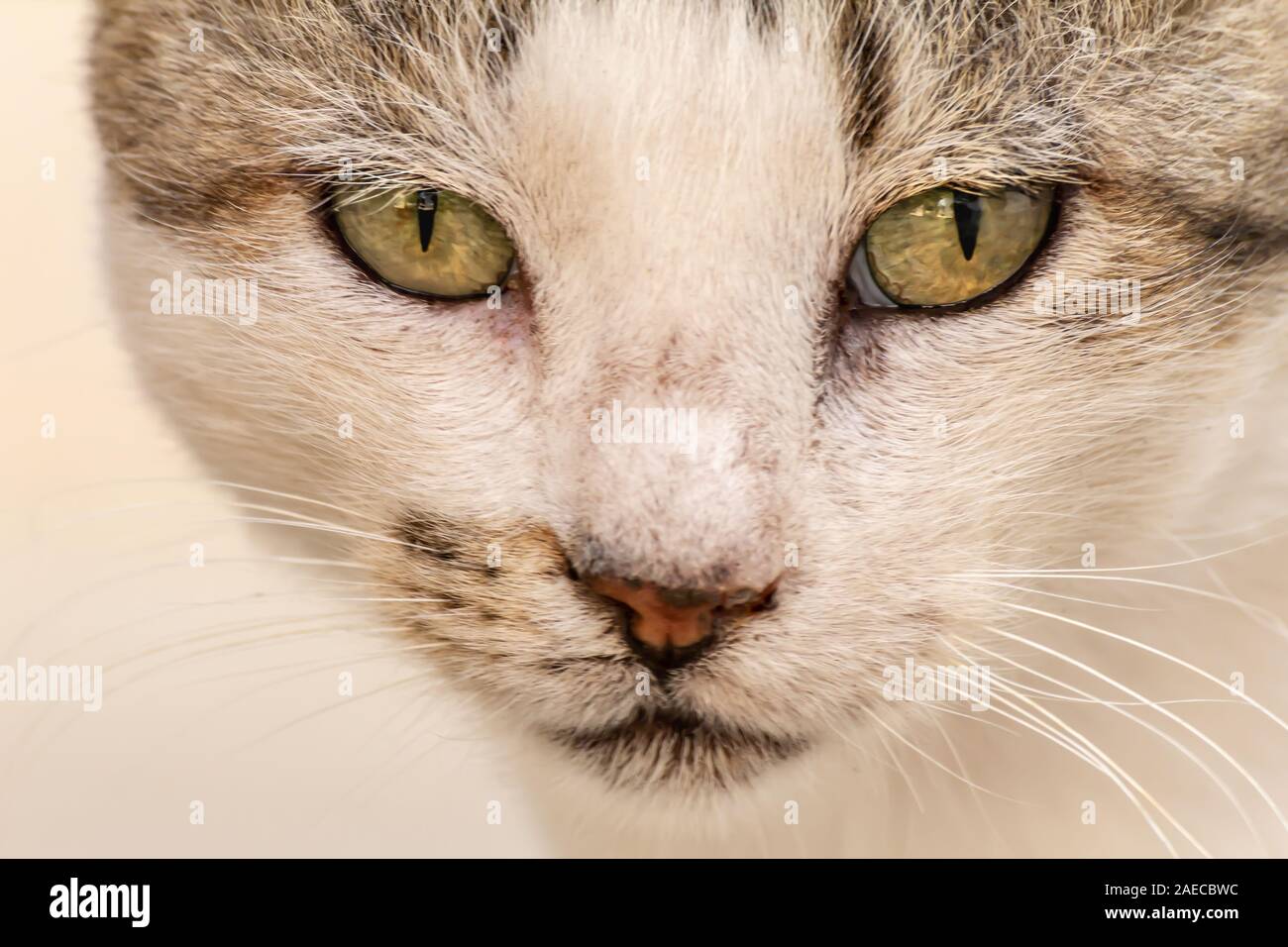Close-up Street cat Portrait von Europäisch Kurzhaar Rasse Stockfoto