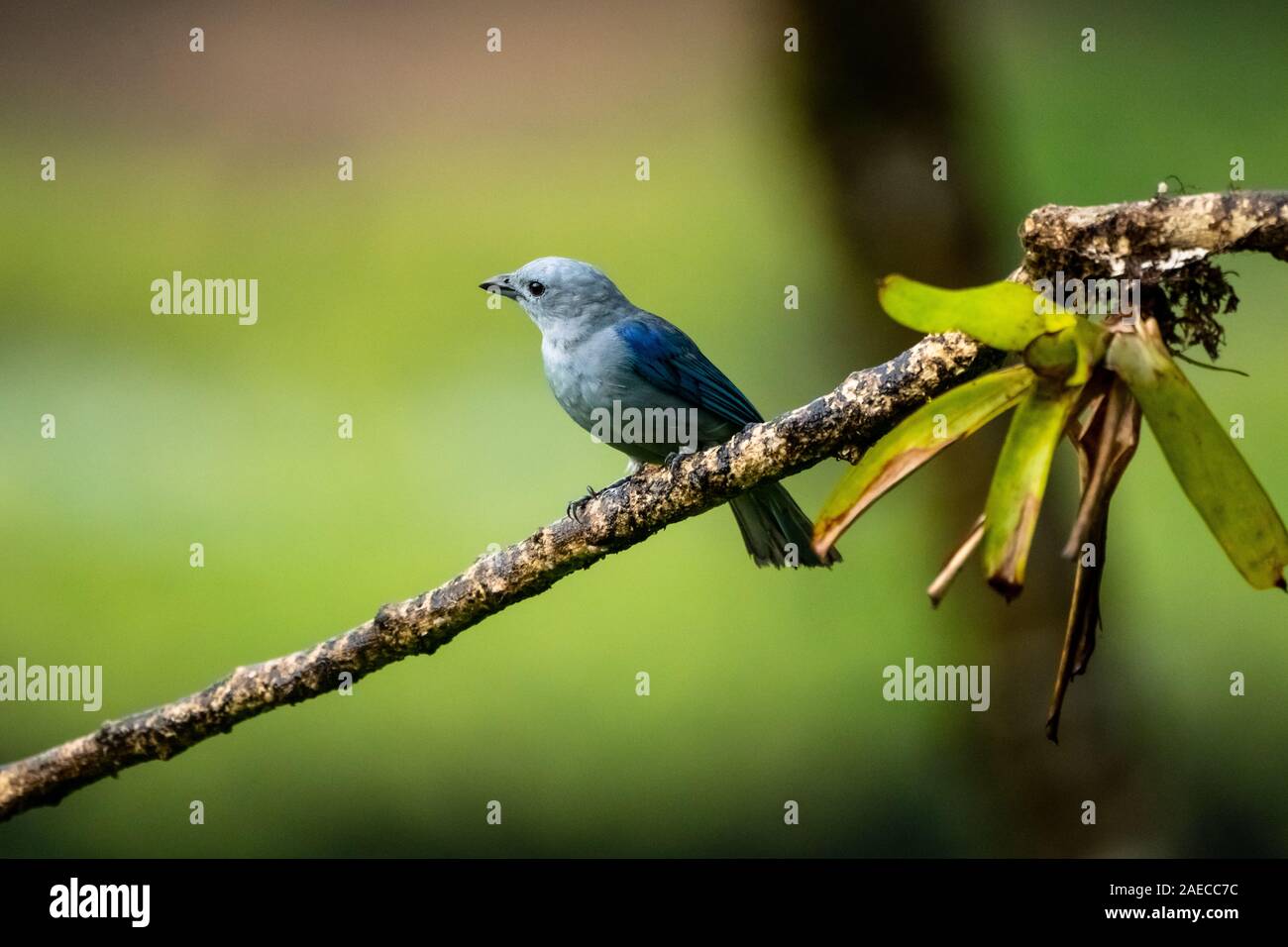 Die blau-graue Tanager (Thraupis episcopus) ist eine mittelgroße Südamerikanischen songbird Der tanager Familie, Thraupidae. In Costa Rica fotografiert in Stockfoto