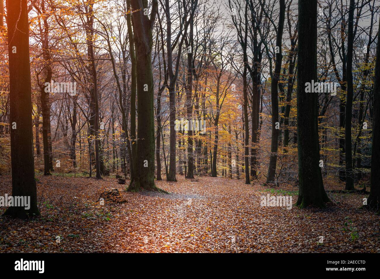 Ansicht zwischen Bäumen und bunten Laub im Licht des späten Nachmittag Sonne. November Szene. Stockfoto