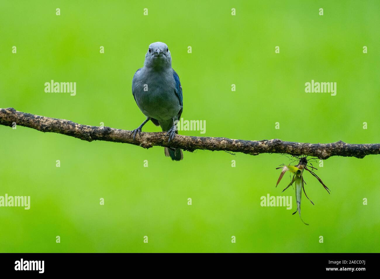 Die blau-graue Tanager (Thraupis episcopus) ist eine mittelgroße Südamerikanischen songbird Der tanager Familie, Thraupidae. In Costa Rica fotografiert in Stockfoto
