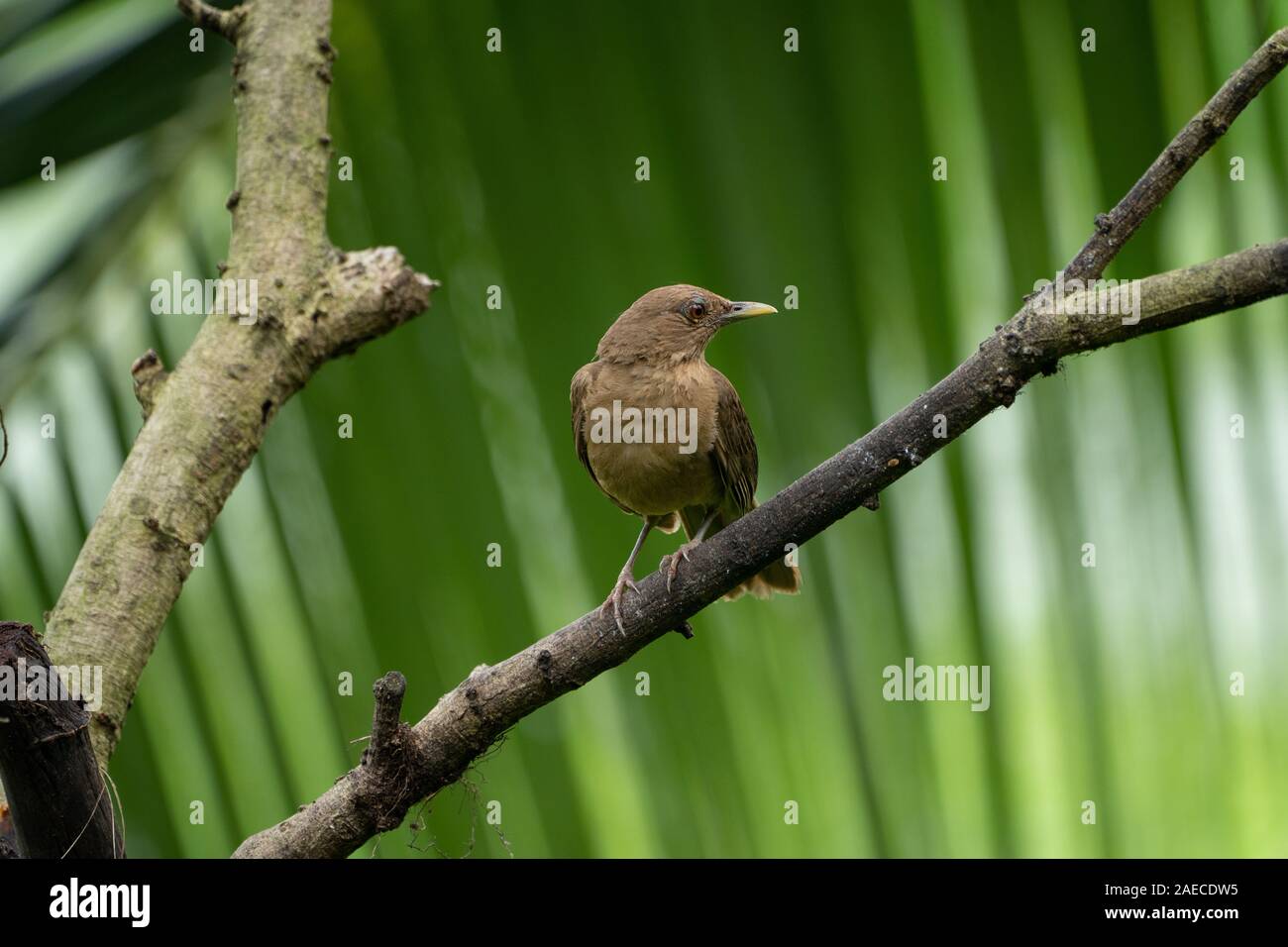 Die Lehmfarbenen Thrush (Turdus grayi) ist eine gemeinsame Mitte amerikanischen Vogel der Drosseln (Turdidae) Familie. Es ist der Nationalvogel von Costa Rica, wo Stockfoto