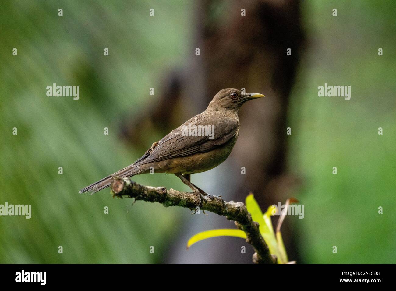 Die Lehmfarbenen Thrush (Turdus grayi) ist eine gemeinsame Mitte amerikanischen Vogel der Drosseln (Turdidae) Familie. Es ist der Nationalvogel von Costa Rica, wo Stockfoto