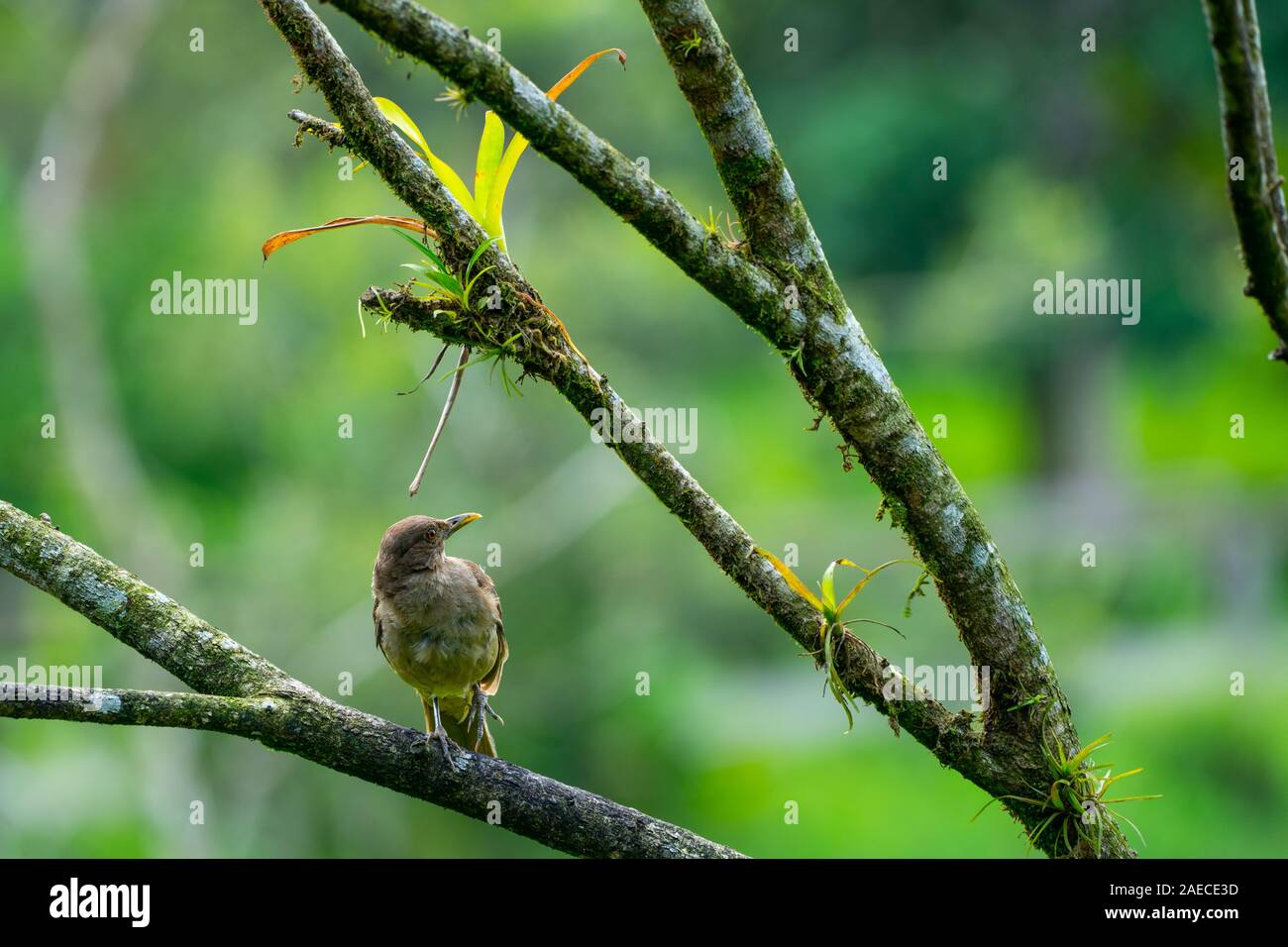Die Lehmfarbenen Thrush (Turdus grayi) ist eine gemeinsame Mitte amerikanischen Vogel der Drosseln (Turdidae) Familie. Es ist der Nationalvogel von Costa Rica, wo Stockfoto