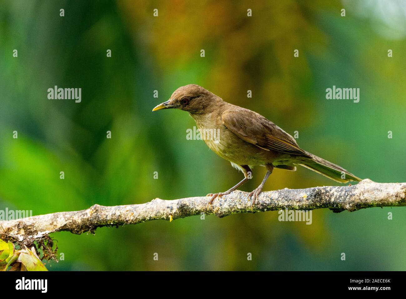 Die Lehmfarbenen Thrush (Turdus grayi) ist eine gemeinsame Mitte amerikanischen Vogel der Drosseln (Turdidae) Familie. Es ist der Nationalvogel von Costa Rica, wo Stockfoto
