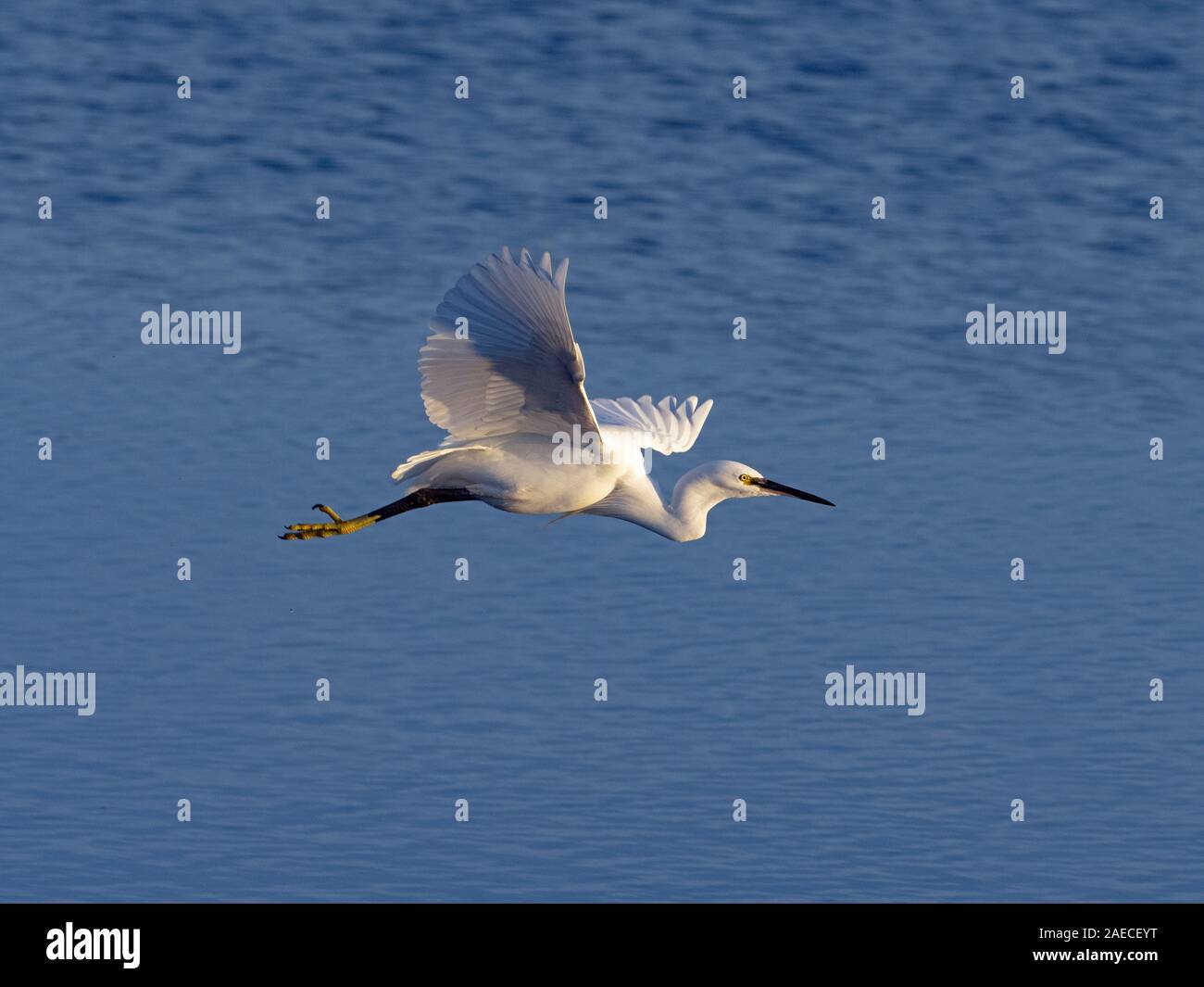 Little Egret Egretta garzetta an der Nordküste Norfolks Stockfoto