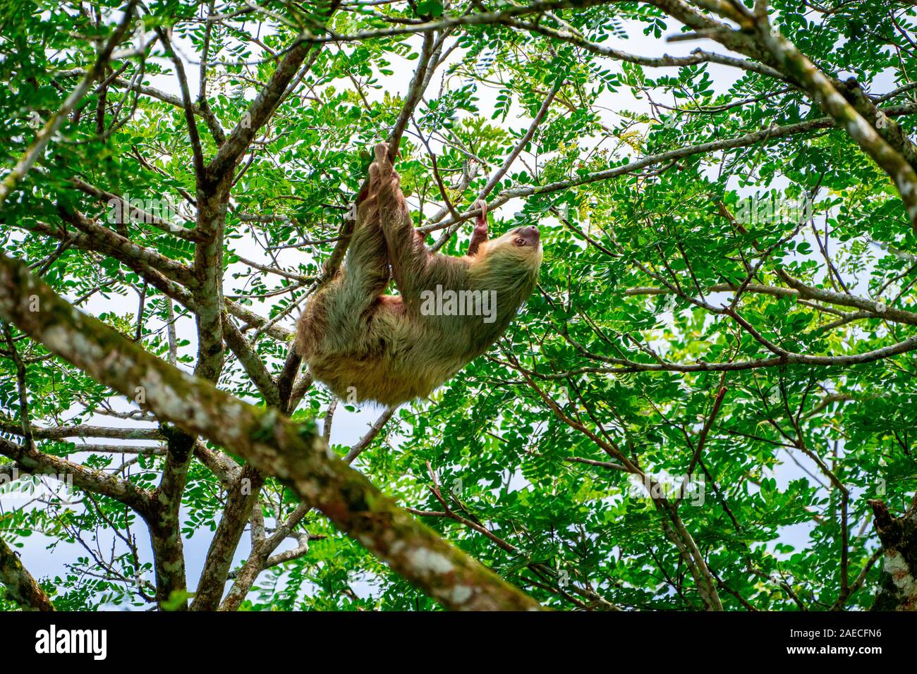 Hoffman's Zwei-toed Sloth (Choloepus hoffmanni) Ernährung in Manuel Antonio Nationalpark in Costa Rica Stockfoto