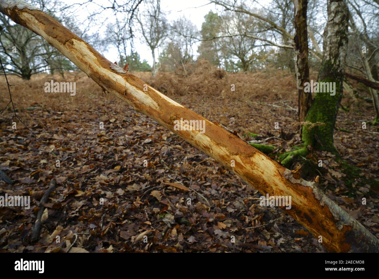Ein Zweig der Baumstruktur der Rinde von Weiden Hirsche auf Ashdown Forest entfernt. Stockfoto