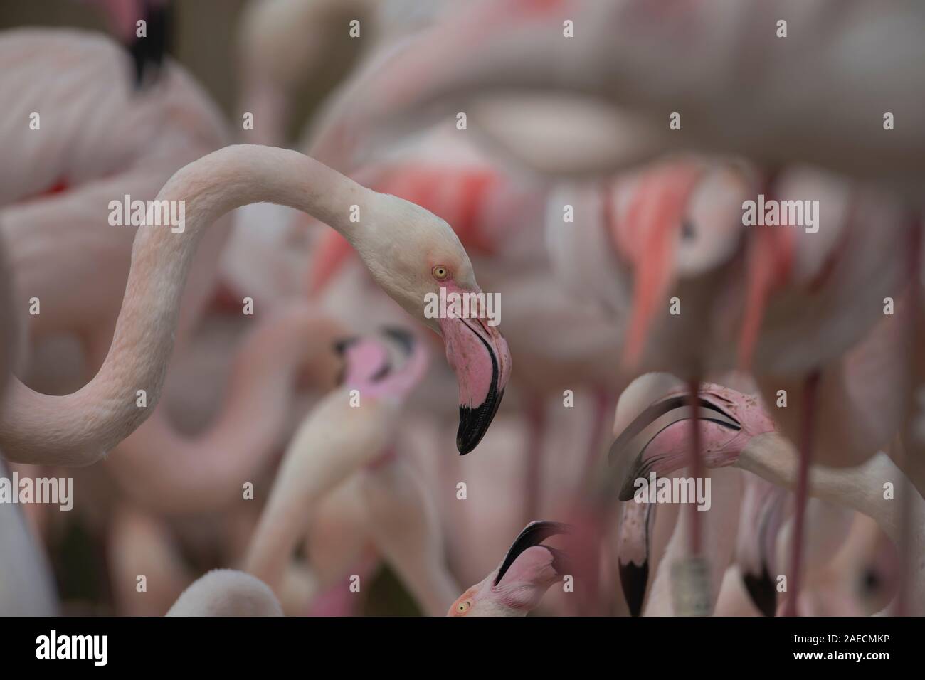 Mehr Flamingo (Phoenicopterus Roseus) single Vogel in eine Herde, England, Vereinigtes Königreich Stockfoto