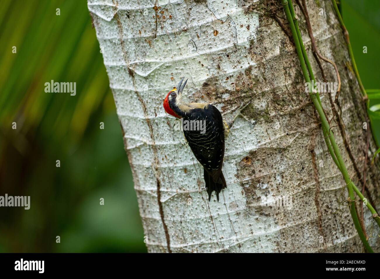 Streifen - vorangegangen woodcreeper (Lepidocolaptes souleyetii). In Costa Rica im Juni fotografiert. Stockfoto