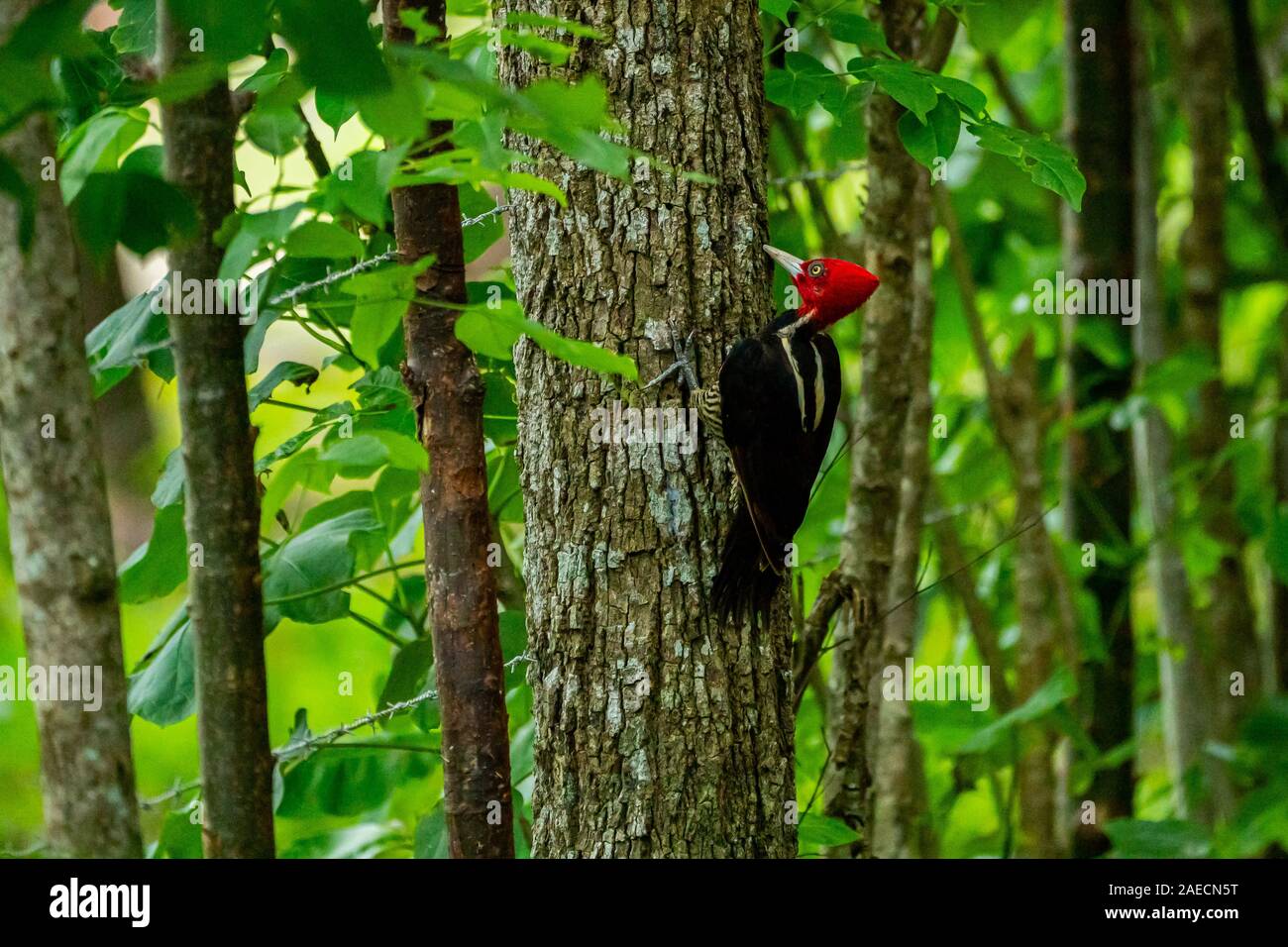 Blass-billed woodpecker (Campephilus guatemalensis) ist ein sehr großer Specht ansässige Zucht Vogel aus den nördlichen Mexiko zur westlichen Panama. Stockfoto