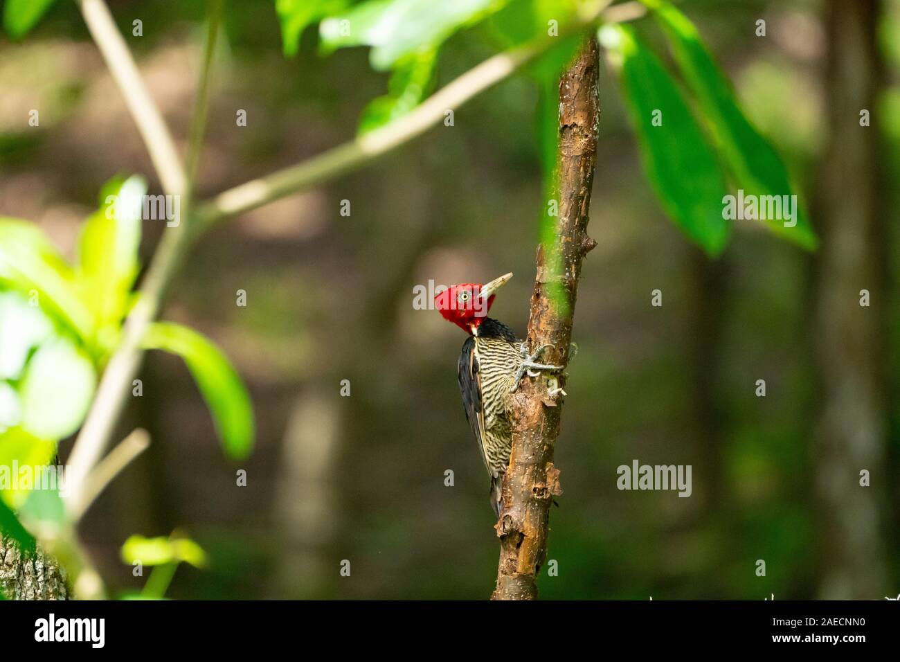 Blass-billed woodpecker (Campephilus guatemalensis) ist ein sehr großer Specht ansässige Zucht Vogel aus den nördlichen Mexiko zur westlichen Panama. Stockfoto