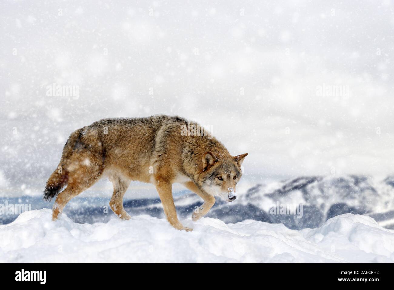 Wolf in der Schnee im Winter Hintergrund. Neues Jahr Karte. Stockfoto