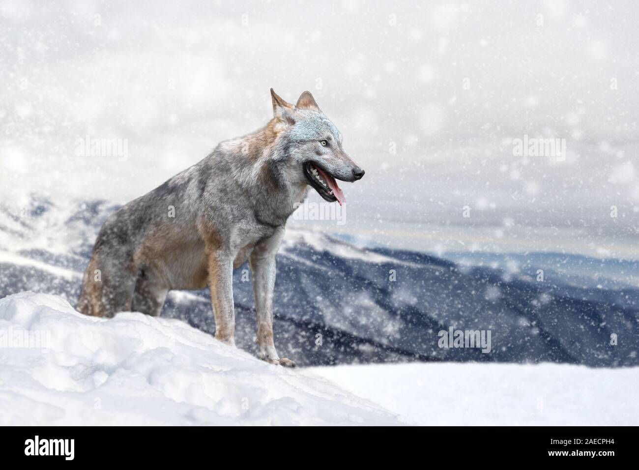 Wolf in der Schnee im Winter Hintergrund. Neues Jahr Karte. Stockfoto