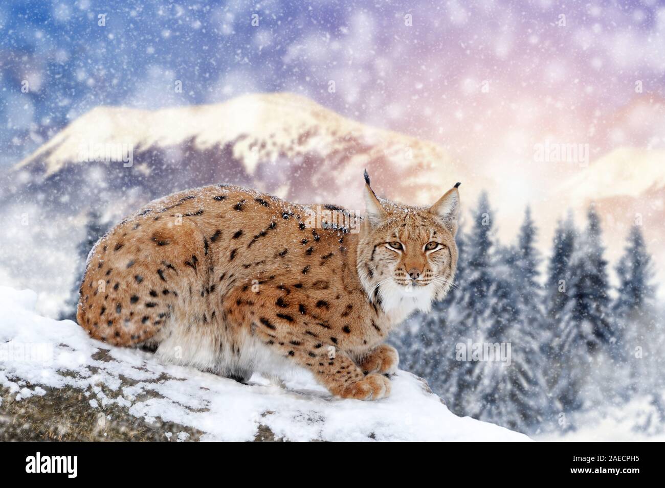 Lynx im Schnee im Winter Hintergrund. Neues Jahr Karte. Stockfoto