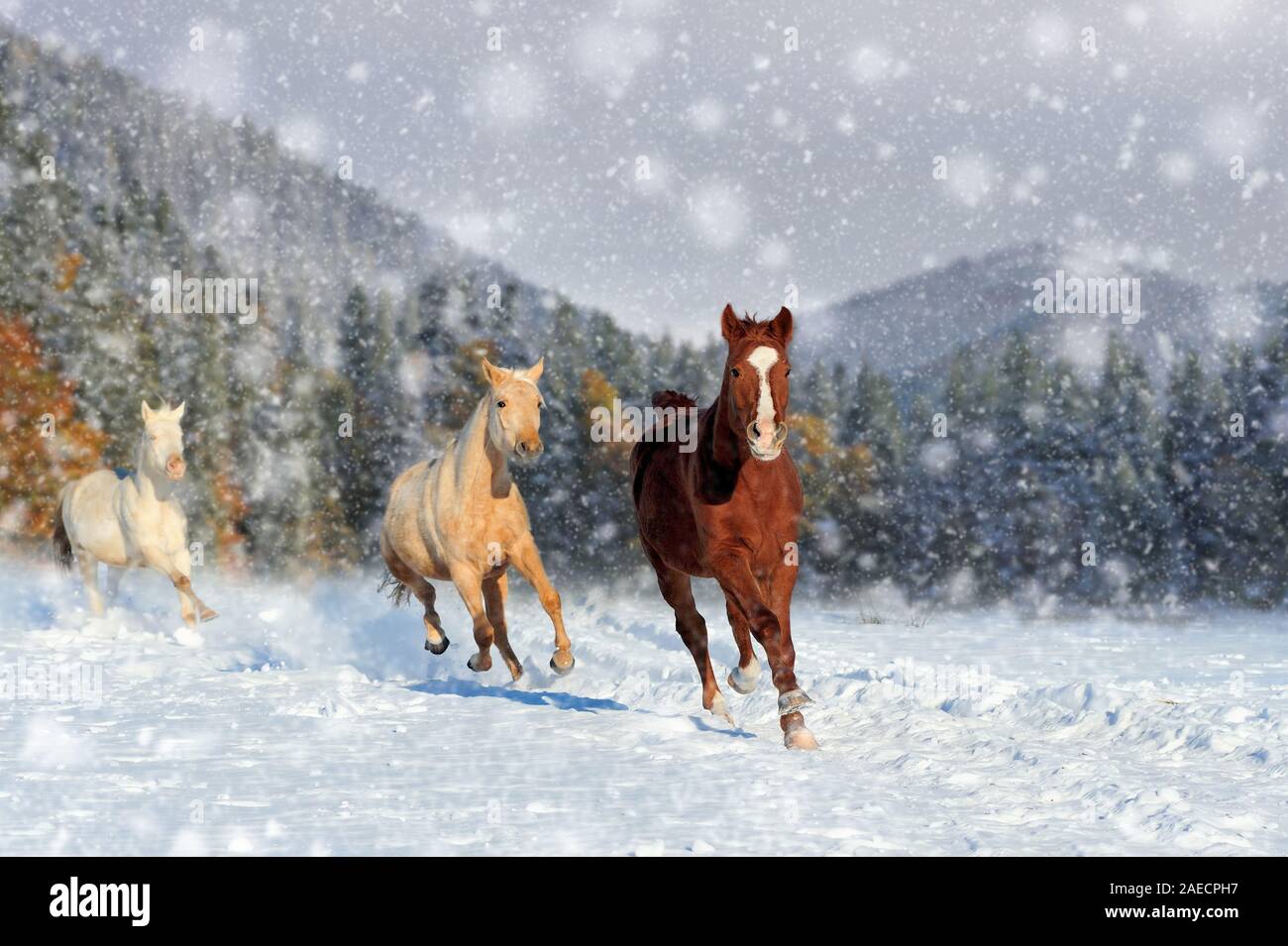 Pferd in einem Schnee im Winter Hintergrund. Neues Jahr Karte. Stockfoto