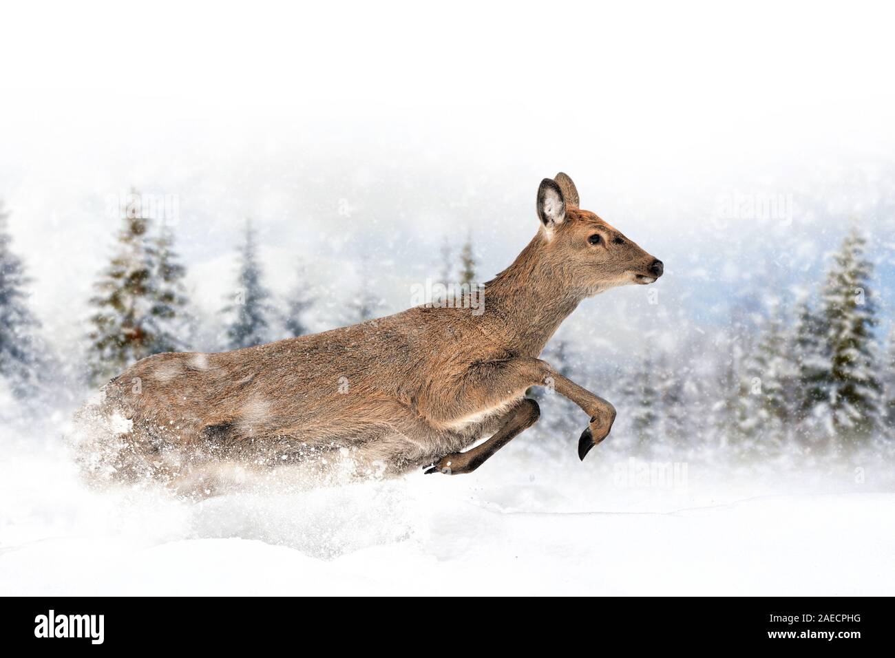 Rehe im Schnee im Winter Hintergrund. Neues Jahr Karte. Stockfoto