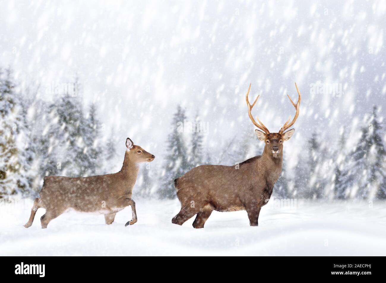 Rehe im Schnee im Winter Hintergrund. Neues Jahr Karte. Stockfoto