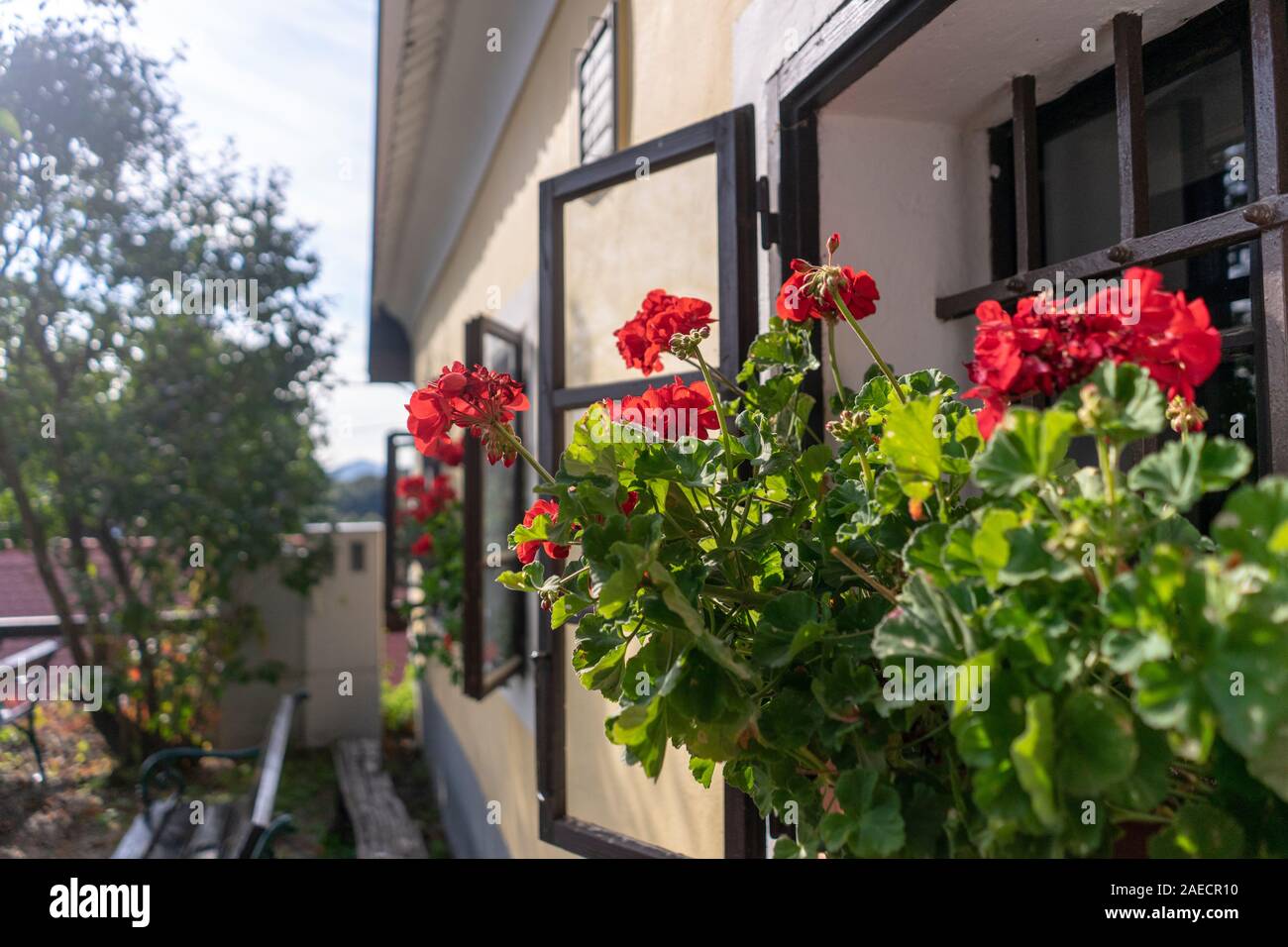 Red pelargonium Blumen am Fenster Stockfoto