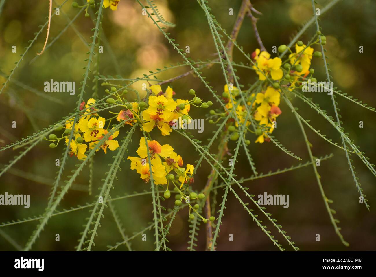 Parkinsonia aculeata im Sacher Park Jerusalem. Auch als Palo Verde, mexikanische Palo Verde, Parkinsonia, Jerusalem Thorn, Jelly Bean tree bekannt und Palo d Stockfoto