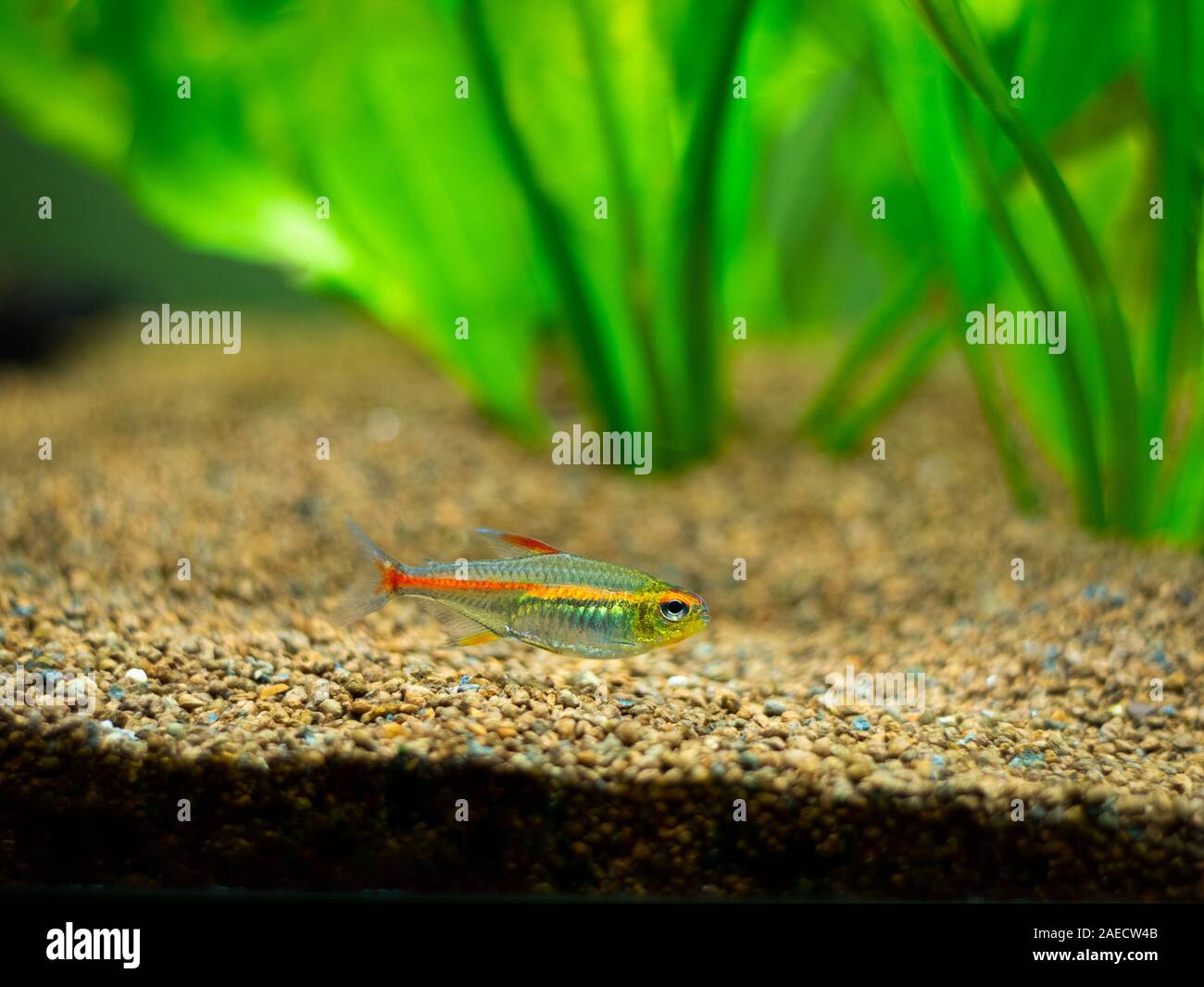Tetra growlight (Hemigrammus Erythrozonus) in ein Aquarium Stockfoto