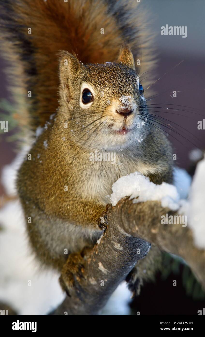 Eine Nahaufnahme vertikale Bild eines wilden Eichhörnchen "Tamiasciurus hudsonicus', mit einem lächelnden Gesicht wie Schneeflocken auf seiner Nase in Ru Stockfoto