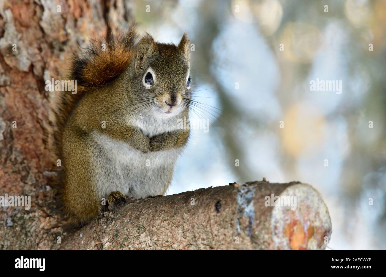 Die Vorderansicht des wilden roten Eichhörnchen "Tamiasciurus hudsonicus", sitzend auf einem abgetrennten Zweig der Baumstruktur in einer Spruce Tree in ländlichen Alberta, Kanada. Stockfoto