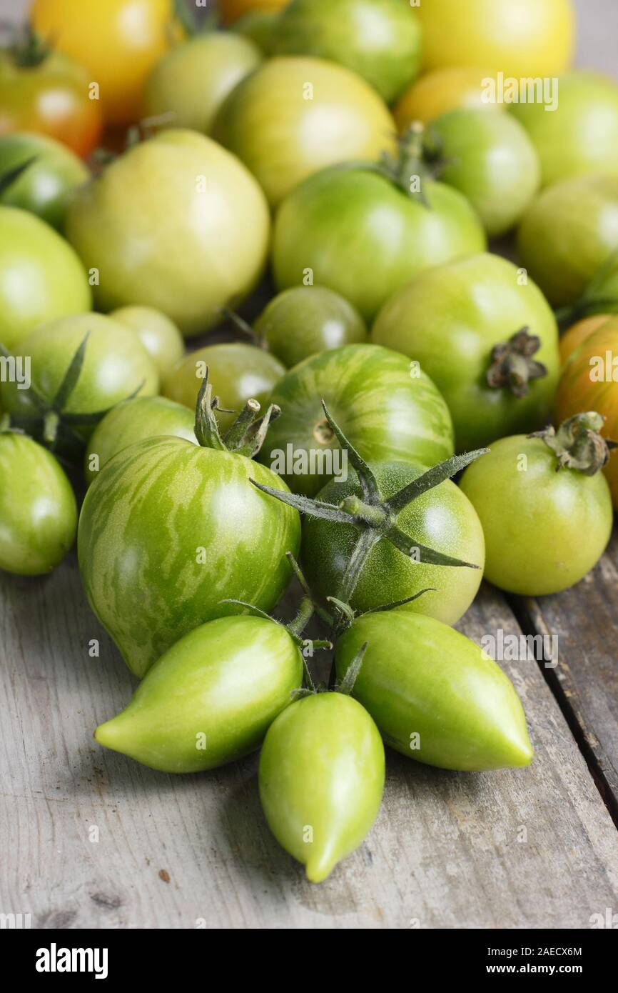 Solanum Lycopersicum. Verschiedene Sorten von unreife grüne Tomaten auf Holz Oberfläche. Großbritannien Stockfoto