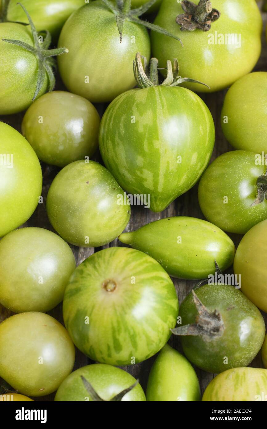 Solanum Lycopersicum. Unreife grüne Tomaten Stockfoto