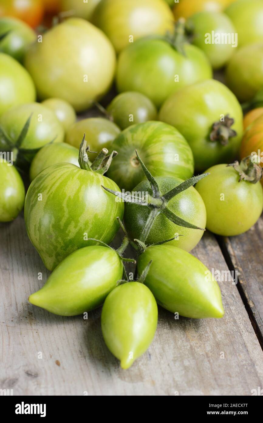 Solanum Lycopersicum. Verschiedene Sorten von unreife grüne Tomaten auf Holz Oberfläche. Großbritannien Stockfoto