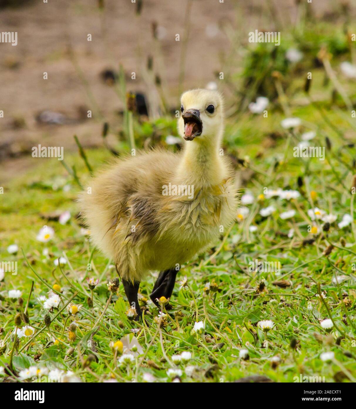 Niedliche gelbe Gosling auf daisy Rasen Stockfoto