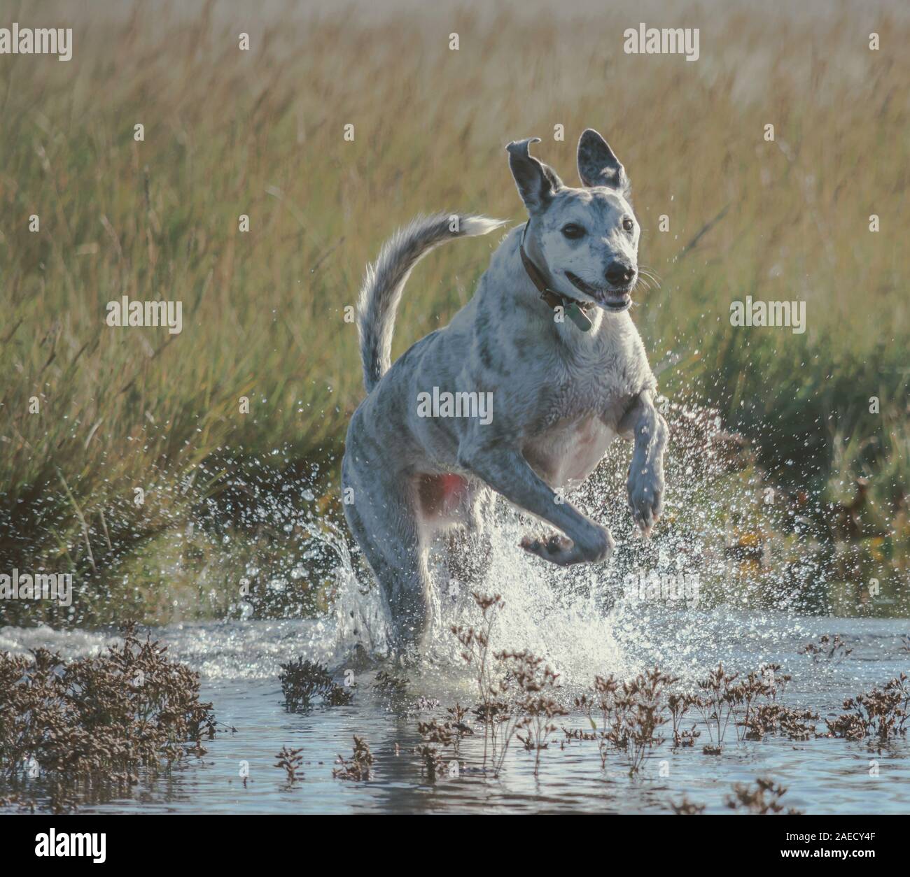 Lurcher Hund läuft in Wasser Stockfoto